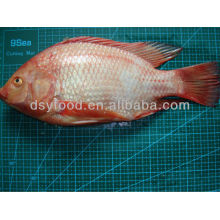 Poisson de tilapia rouge congelé entier W / R WGS WGGS